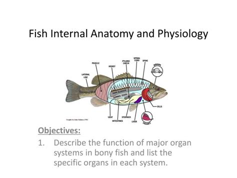 Ppt Fish Internal Anatomy And Physiology Powerpoint Presentation