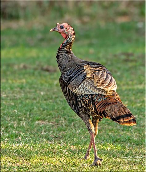 Dindon Sauvage M Le Juv Nile Male Wild Turkey Buckingh Flickr