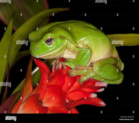 Smiling Green Frog Hi Res Stock Photography And Images Alamy