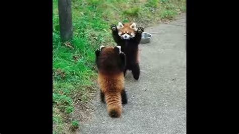 Two Red Pandas Fighting Super Rare Youtube