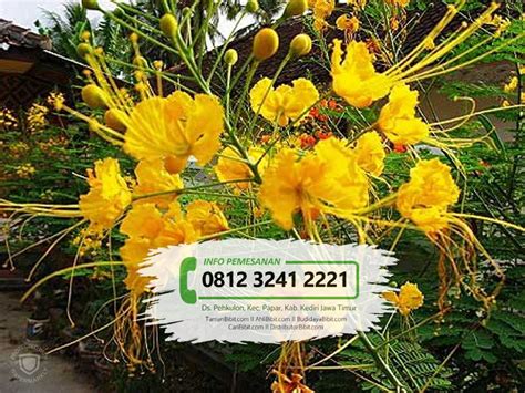 Jual benih bibit bunga pacar air mawar rose balsam mix. 🌱 Jual Bibit Bunga Merak Merah Kuning Kualitas Terbaik ...