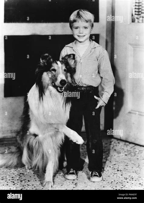 Timmy Lassie Black And White Stock Photos And Images Alamy
