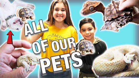 Meet All Of My Pets Youtube