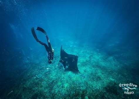 Freediving And Snorkeling With Manta Rays At Nusa Penida Bali