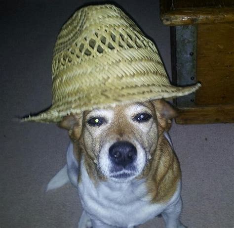 The Straw Hat Wearing Dog Is Not Impressed Dogswearinghats