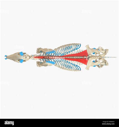 Horse Longissimus Muscle Illustration Stock Photo Alamy