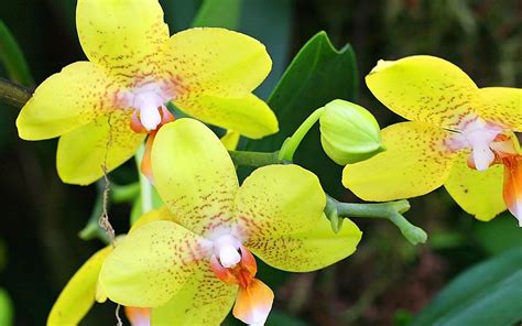 Green Orchid Wallpapers Top Free Green Orchid Backgrounds