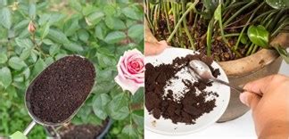 Sau khi kết hôn, vinh râu ngày càng thăng hoa trong sự nghiệp, nhận được nhiều yêu. Công dụng bất ngờ của bã cà phê với cây trồng