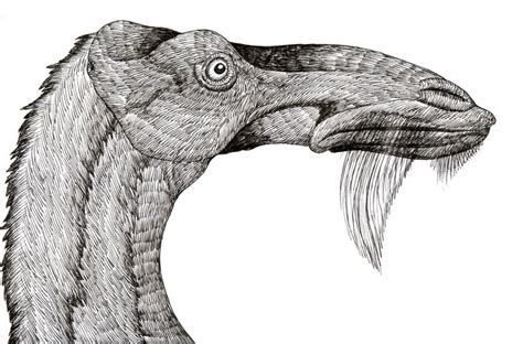 Cadborosaurus Aka Caddy By Boverisuchus On Deviantart
