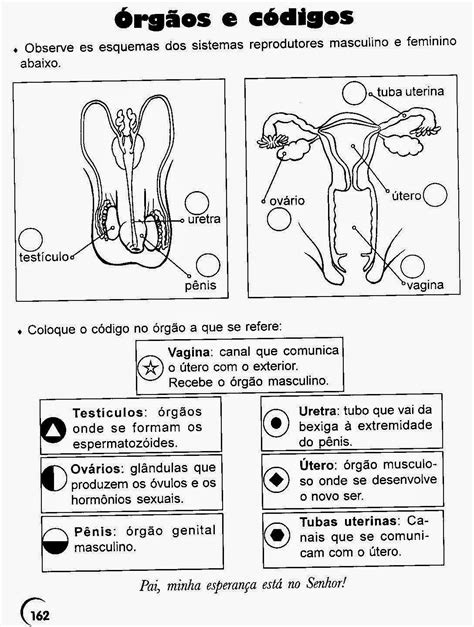 36 Atividades Sobre Sistema Reprodutor Para Imprimir Online Cursos