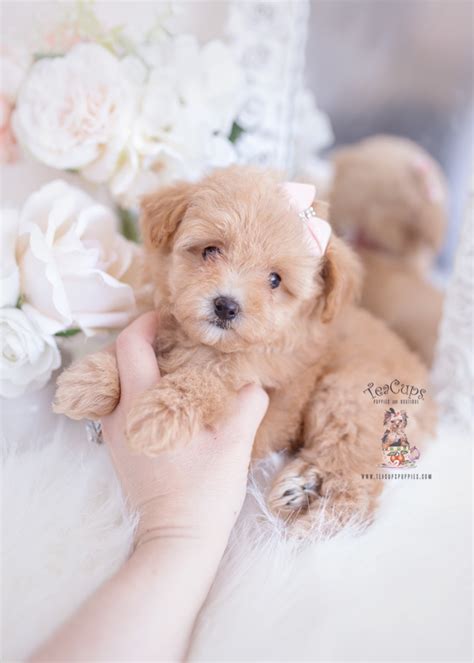 Apricot Toy Poodle Puppy For Sale Teacup Puppies 114 Teacup Puppies
