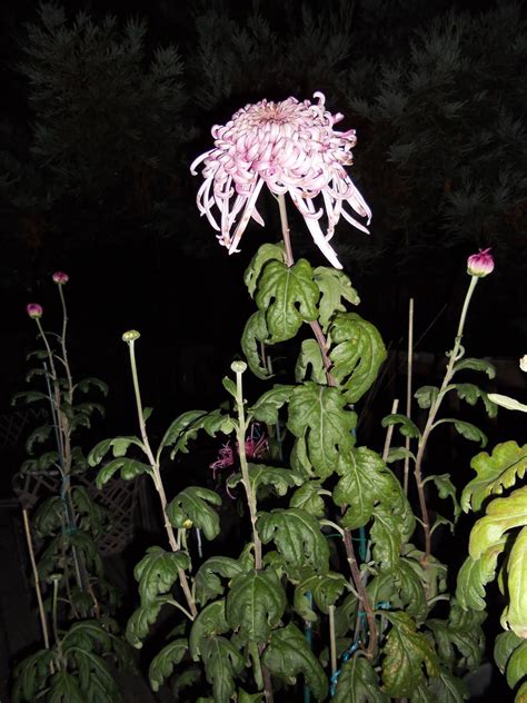 Birthday, love and romance, sympathy, get well, congratulations Princess Haiku: moonlight splashes October flowers, said ...