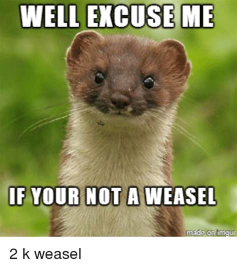 Weasel Memes