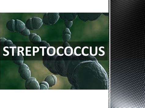Ppt Streptococcus Powerpoint Presentation Free Download Id6145212
