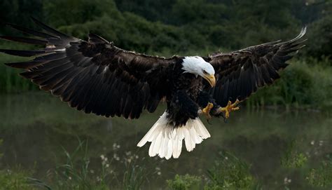 Bald Eagle Claws Out And Ready Bald Eagle Wild Birds Photography
