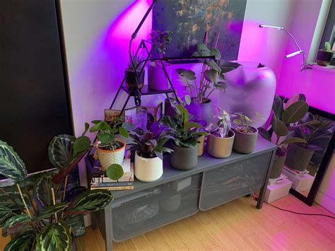 You've got grow lights, your plants, all of your liquid nutrients, and everything you need to grow. Best Grow Lights for Indoor Plants | FlatwithPlants