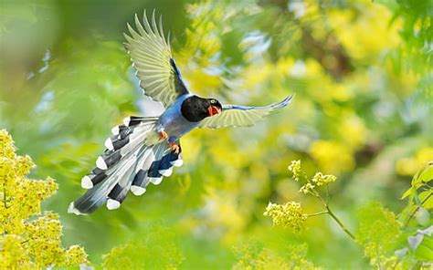 Xú yìfān, born 26 july 1980) is a taiwanese actor and singer of truku ethnicity. HD wallpaper: Birds, Taiwan Blue Magpie, Bokeh, Branch ...