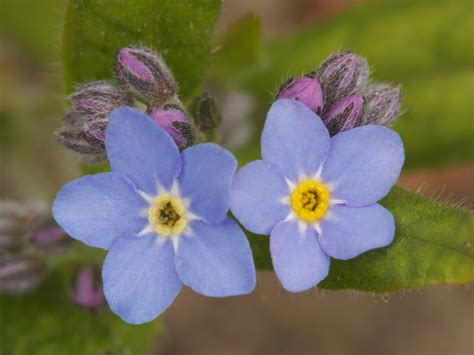 These flowering plants prefer cool weather, moist soil and indirect light, but they will sprout up practically anywhere with wild abandon. FORGET-ME-NOT - MYOSOTIS - Southern Living