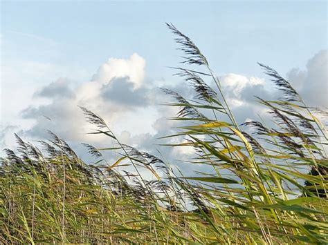 Viento - EcuRed