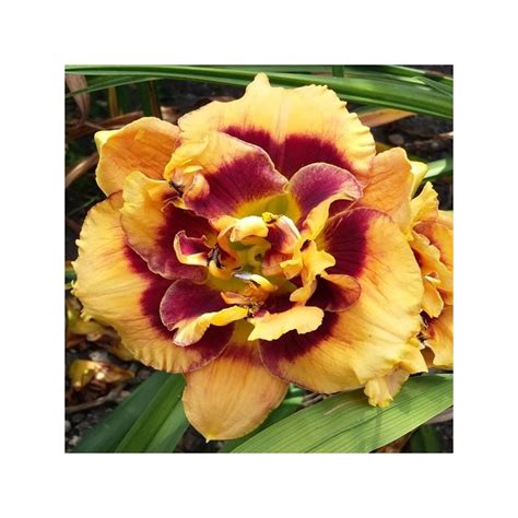See more of cactus jacks bbq on facebook. Hemerocallis 'Cactus Jack' - Pépinière du Lac des Joncs