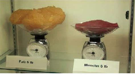 5 Lbs Of Fat Vs Muscle Muscle Is Half The Volumesize Of