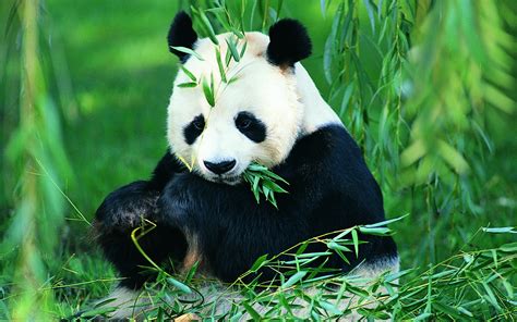 Download Animal Panda Hd Wallpaper
