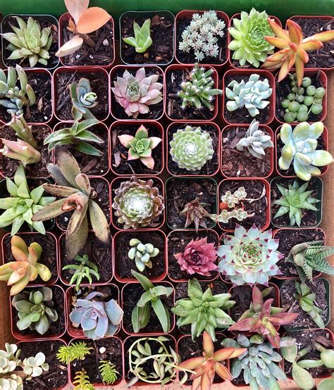 Plant Fully Rooted Succulents Unique Succulent Collection Of 12 2 Inch