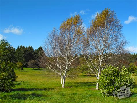 free birch trees photo fall foliage picture tranquil panorama royalty free landscape stock