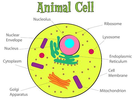 101 Diagramss Of Animal Cell 101 Diagrams