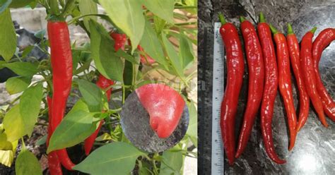 Check spelling or type a new query. Semai Lada Merah SESUAI Dijadikan Benih Pokok, PILIH Yang ...