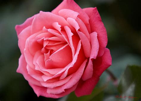 The Perfect Rose Photograph By Robert Culver