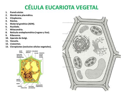 Celula Vegetal Para Colorear Sin Nombres Plant Cell Icons Download