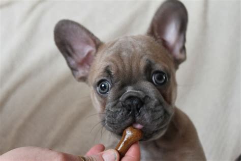Healthy, purebred french bulldog puppies directly from ethical breeders. blue fawn /blue brindle pied french bulldog puppys ...