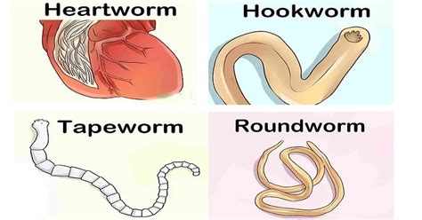 Identifying Tapeworms In Dogs