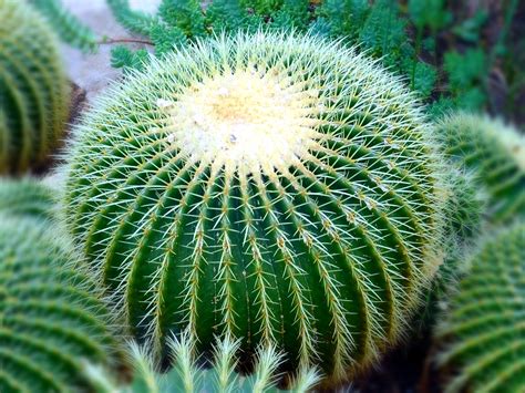 Closeup Photo Of Cactus Plants · Free Stock Photo