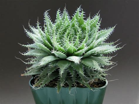 This may be due to its main compound, epigallocatechin gallate (egcg). Haworthia arachnoidea (Cobweb Aloe) | World of Succulents