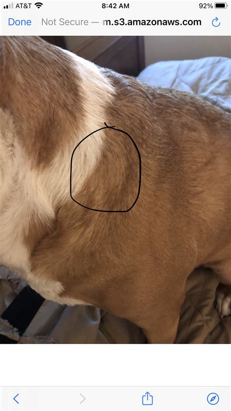 I Noticed A Small Hard Lump On My Dogs Neck Back In Dec After He Got A