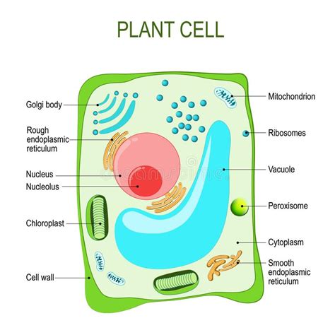 Check spelling or type a new query. Chloroplast structure stock vector. Illustration of ...