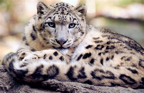 Good News The Snow Leopard Is No Longer ‘endangered