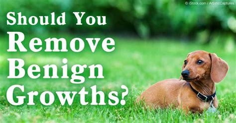 This parasite, which lives mainly in dogs, enters your body as. Benign Fatty Tumor Dog - Goldenacresdogs.com