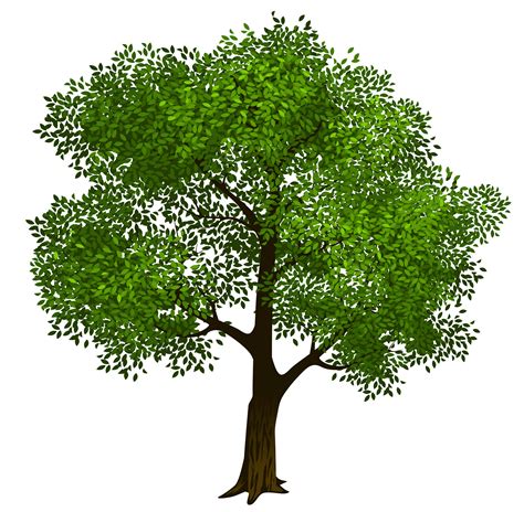 Transparent green tree clipart picture 6 - Cliparting.com