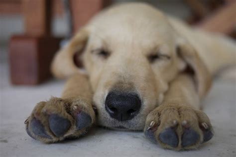 Big Paws by macromary, via Flickr | Puppy pictures, Puppies, Labrador retriever