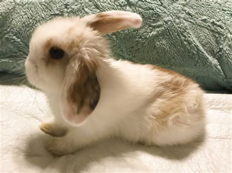 One must simply be on the correct website for their location and narrow their search down. Holland Lop Bunnies for sale compared to CraigsList | Only ...