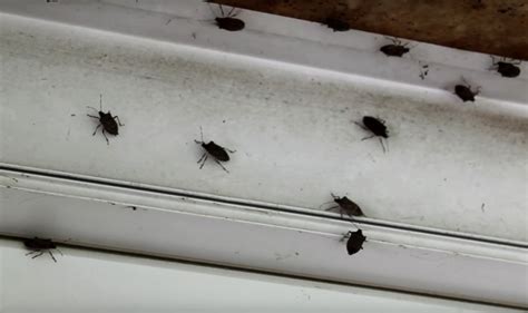 Check spelling or type a new query. How to get rid of Stink Bugs, kill Pentatomidae, methods ...