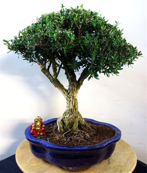 Maybe you would like to learn more about one of these? Buchsbaum Carmens-Bonsai-Garten Online-Shop für Bonsai ...