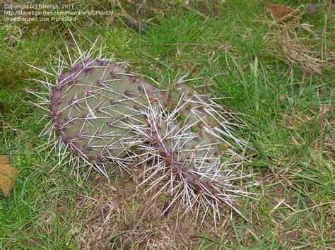 My royalty free travel and nature video. PlantFiles Pictures: Opuntia (Opuntia tortispina) by DMersh