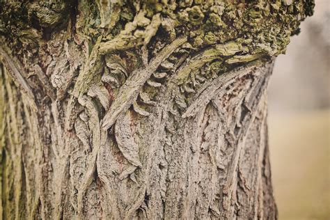Free Images Nature Forest Branch Wood Texture Leaf Trunk