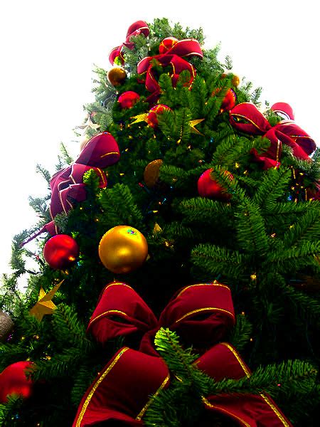 Christmas Tree Transparent Png Christmas Decoration Christmas Tree
