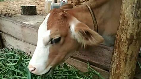 Pakan Kesukaan Sapi, sapi makan dengan lahap - YouTube