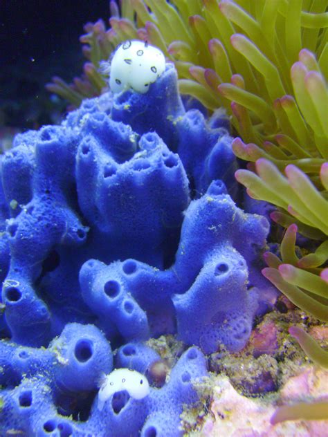 Free Images White Underwater Aquatic Coral Reef Invertebrate